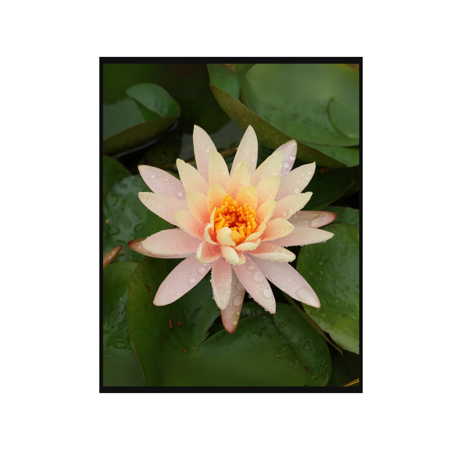 Nymphaea Tetragona Botanical Wall Art Poster – Water Lily Illustration for Home Decor, Floral Print Picture for Living Room
