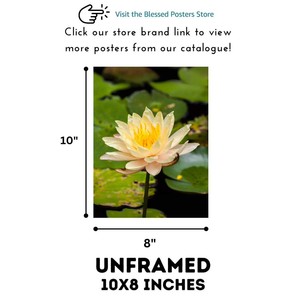 Yellow Water Lily Wall Art Poster – Botanical Flower Print for Home Decor, Nature Artwork for Living Room, Bedroom, Office