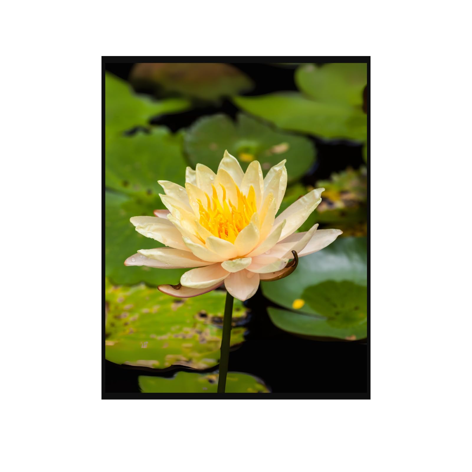 Yellow Water Lily Wall Art Poster – Botanical Flower Print for Home Decor, Nature Artwork for Living Room, Bedroom, Office