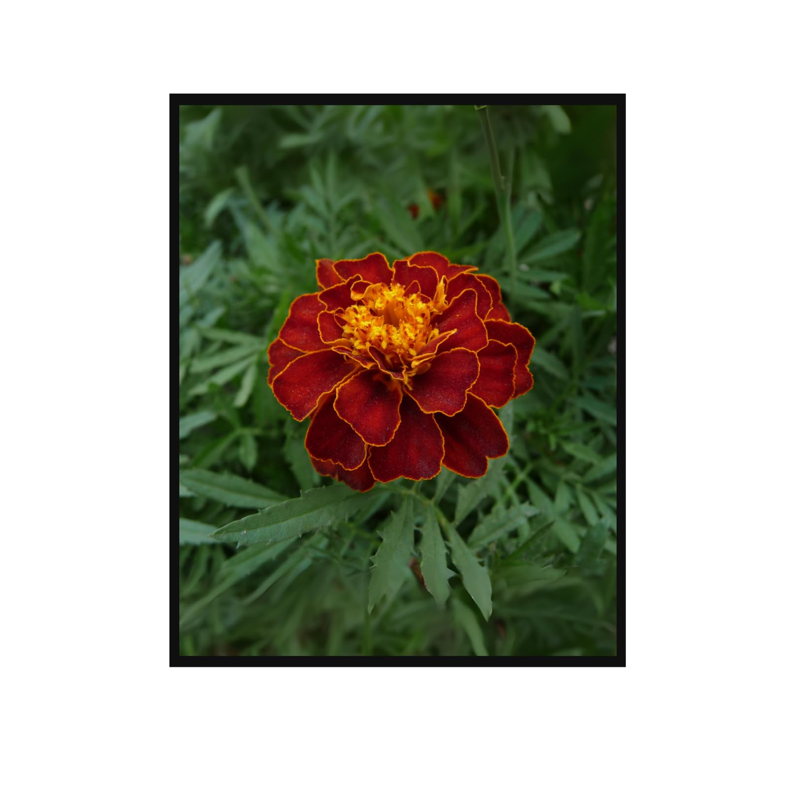 Cinnabar Tagetes Poster – Botanical Wall Art for Home Decor, Vibrant Floral Print for Living Room, Bedroom, Office, Botanical Illustration Art Print
