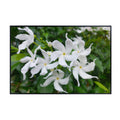 White Japanese Jasmine Wall Art Poster – Botanical Print for Home Decor, Living Room, Bedroom, Office, Modern Nature Artwork