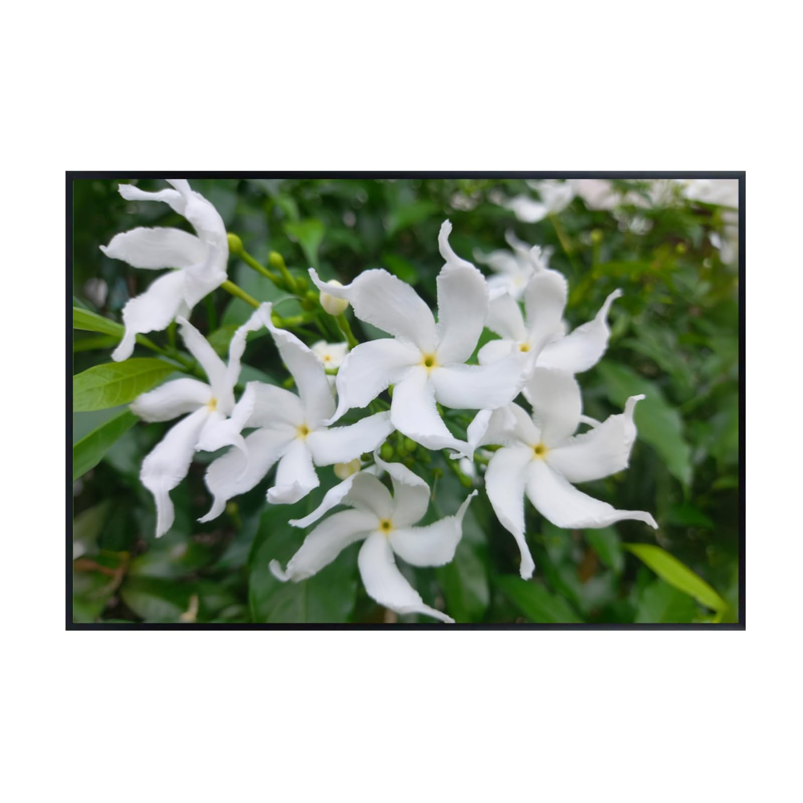 White Japanese Jasmine Wall Art Poster – Botanical Print for Home Decor, Living Room, Bedroom, Office, Modern Nature Artwork