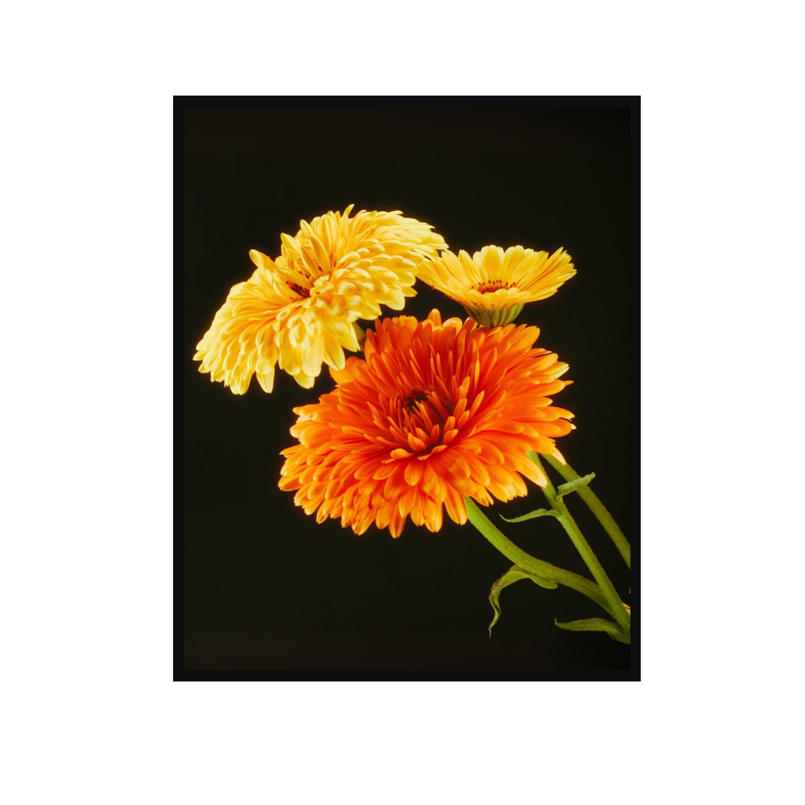 Calendula Botanical Poster – Vintage Floral Wall Art for Home Decor, Nature Illustration Art Print, Aesthetic Botanical Artwork