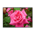Elegant Hybrid Tea Rose Wall Art Poster – Home Decor Botanical Print for Living Room, Bedroom, Office Wall Decor