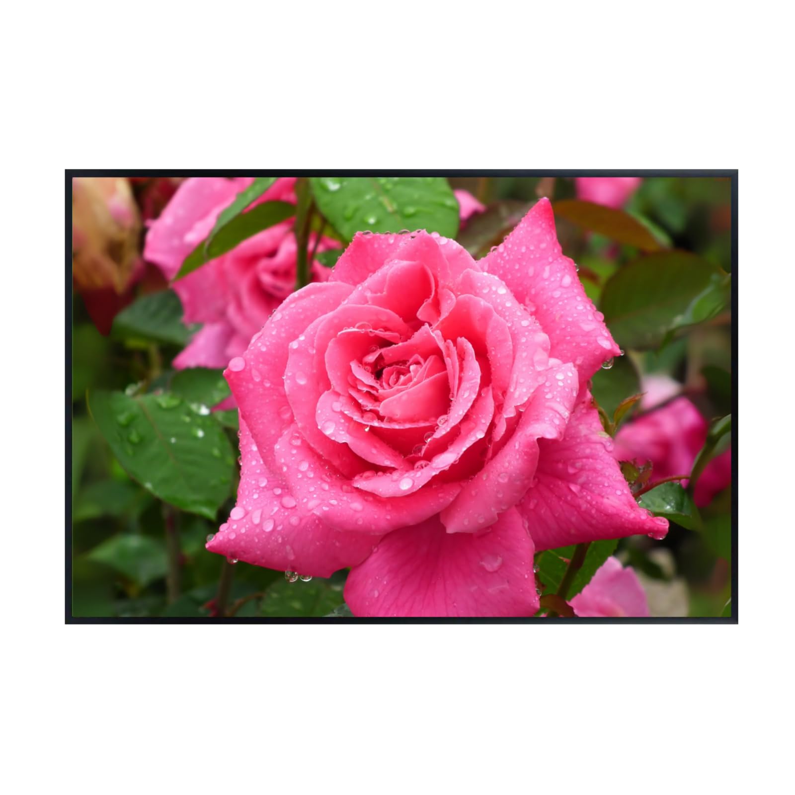 Elegant Hybrid Tea Rose Wall Art Poster – Home Decor Botanical Print for Living Room, Bedroom, Office Wall Decor