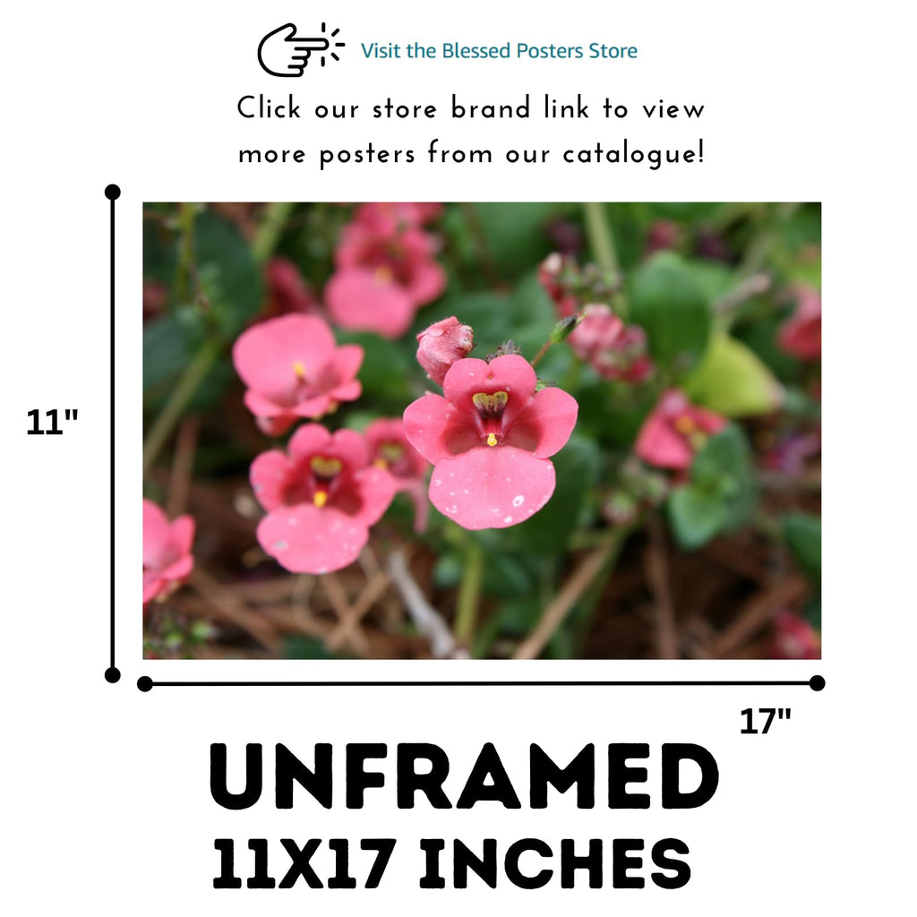 Diascia Barberae Ruby Field Poster – Floral Wall Art for Home Decor, Botanical Flower Print, Bedroom & Living Room Wall Decor