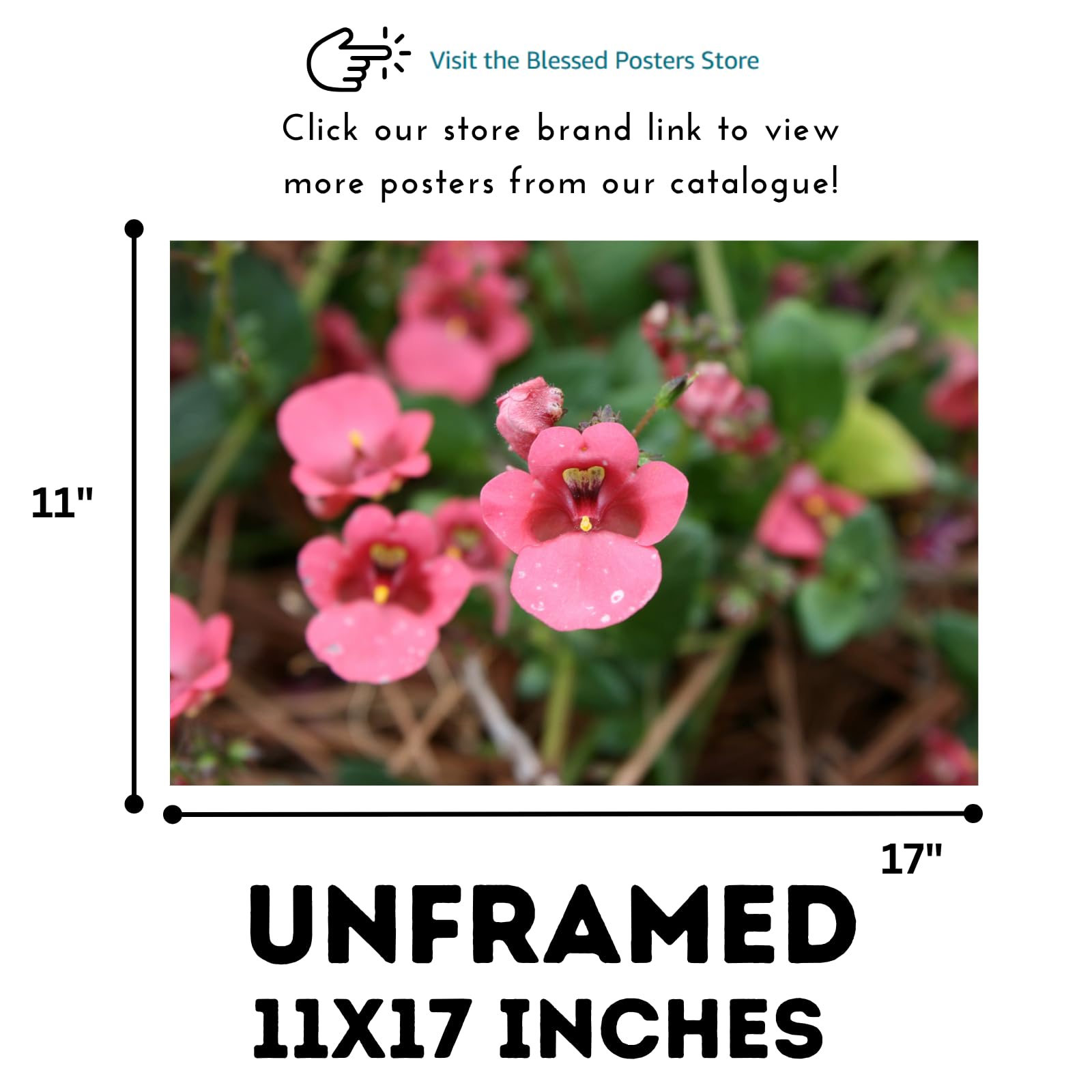 Diascia Barberae Ruby Field Poster – Floral Wall Art for Home Decor, Botanical Flower Print, Bedroom & Living Room Wall Decor