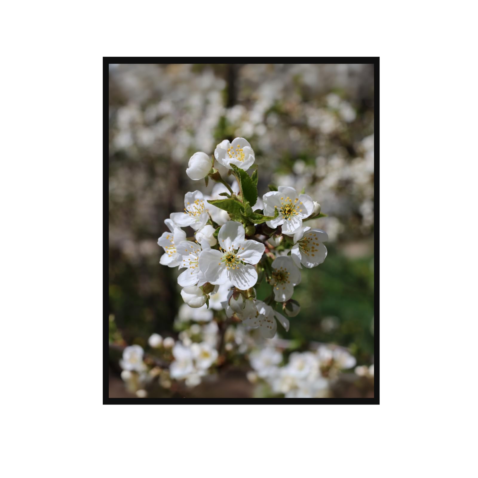 Plum Blossom Wall Art Poster – Botanical Flower Print for Home Decor, Living Room, Bedroom, Office Decoration