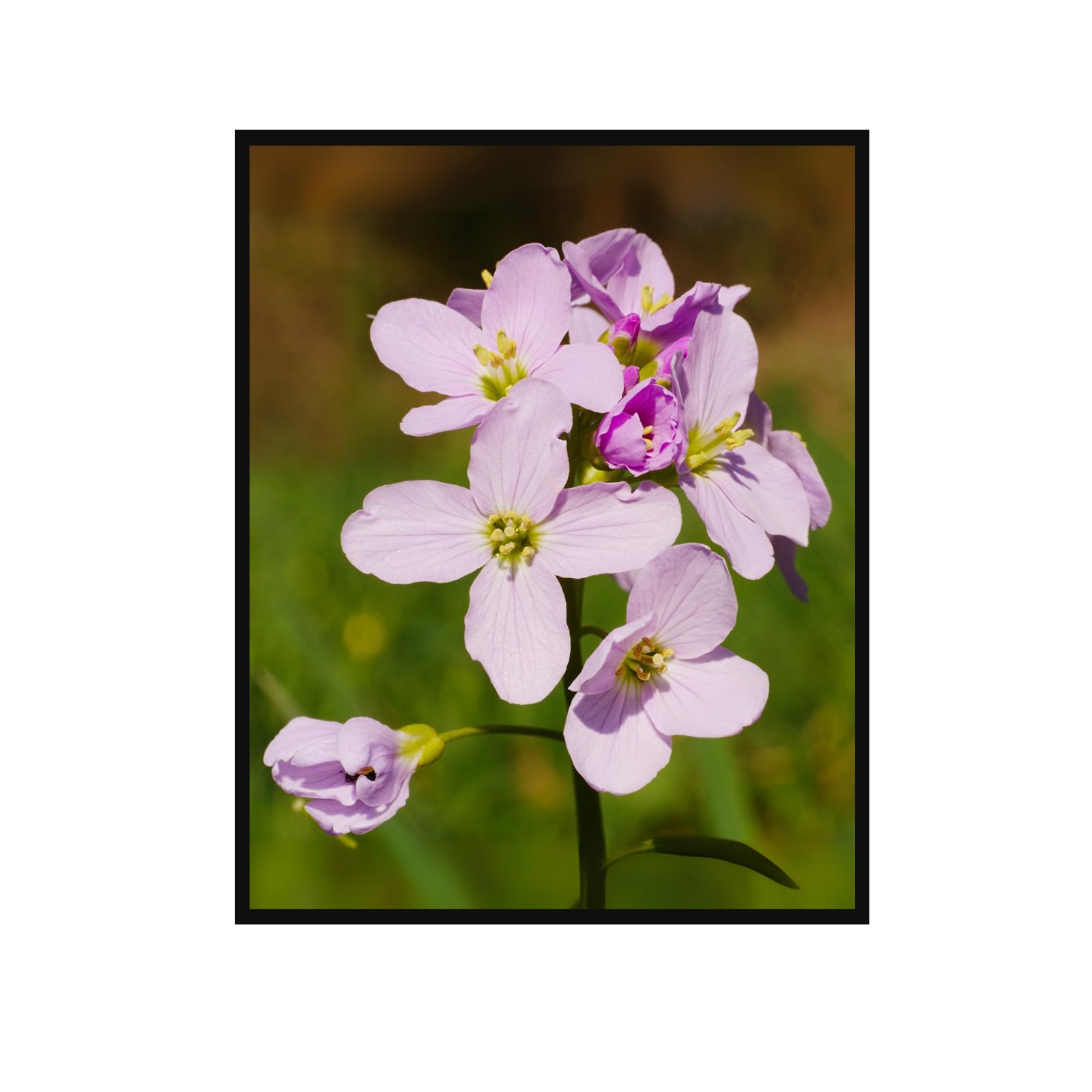 Lady’s Smock Botanical Poster – Elegant Cuckoo Flower Wall Art for Home Decor, Vintage Nature Illustration Print for Living Room, Bedroom, Office