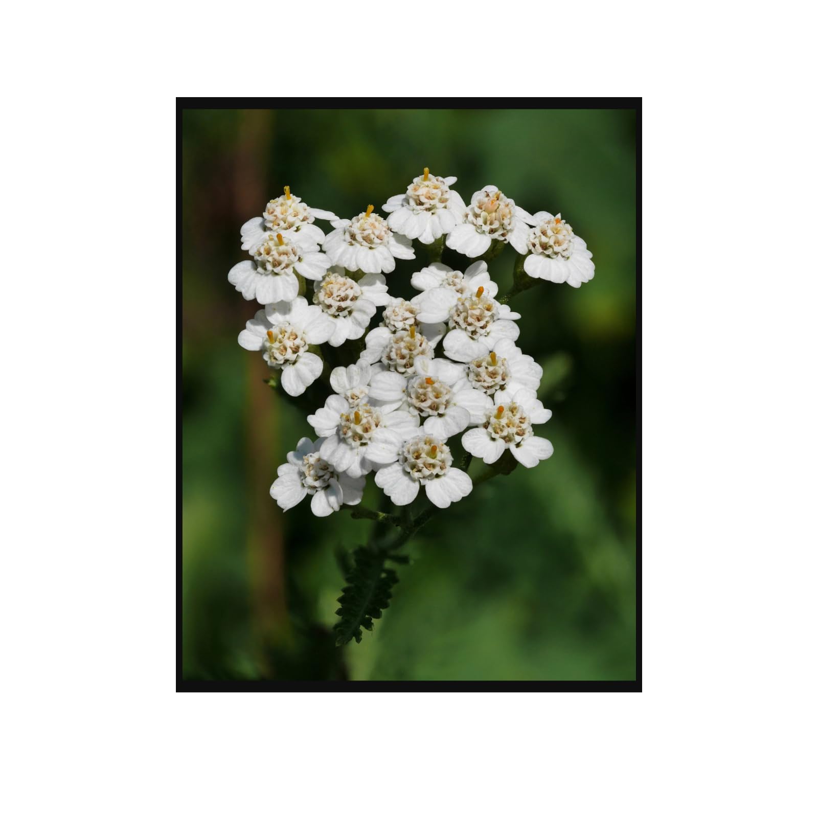 Yarrow Botanical Poster Wall Art – Vintage Flower Print for Home Decor, Living Room, Bedroom, Office, Botanical Illustration Artwork