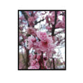 Cherry Blossoms Poster | Elegant Floral Wall Art for Bedroom, Living Room & Office | Botanical Nature Print for Modern Home Decor