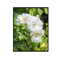 White Rosa Floribunda Wall Art Poster – Elegant Flower Home Decor Print for Living Room, Bedroom, Office, and Garden Lovers