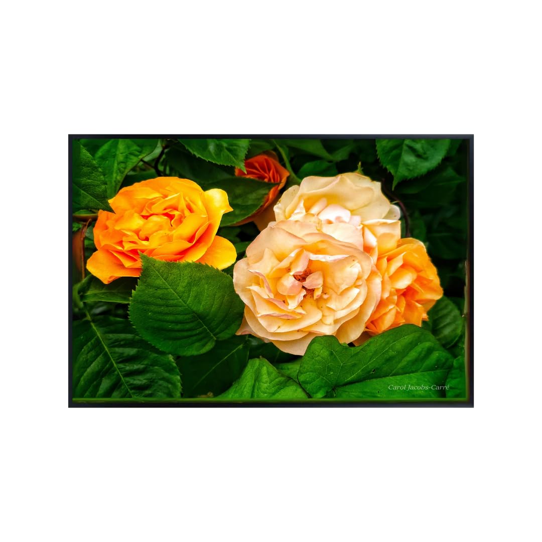 Amber Glow Rose Wall Art Poster – Floral Home Decor, Botanical Print for Living Room, Bedroom, Office, Gift, Nature Artwork
