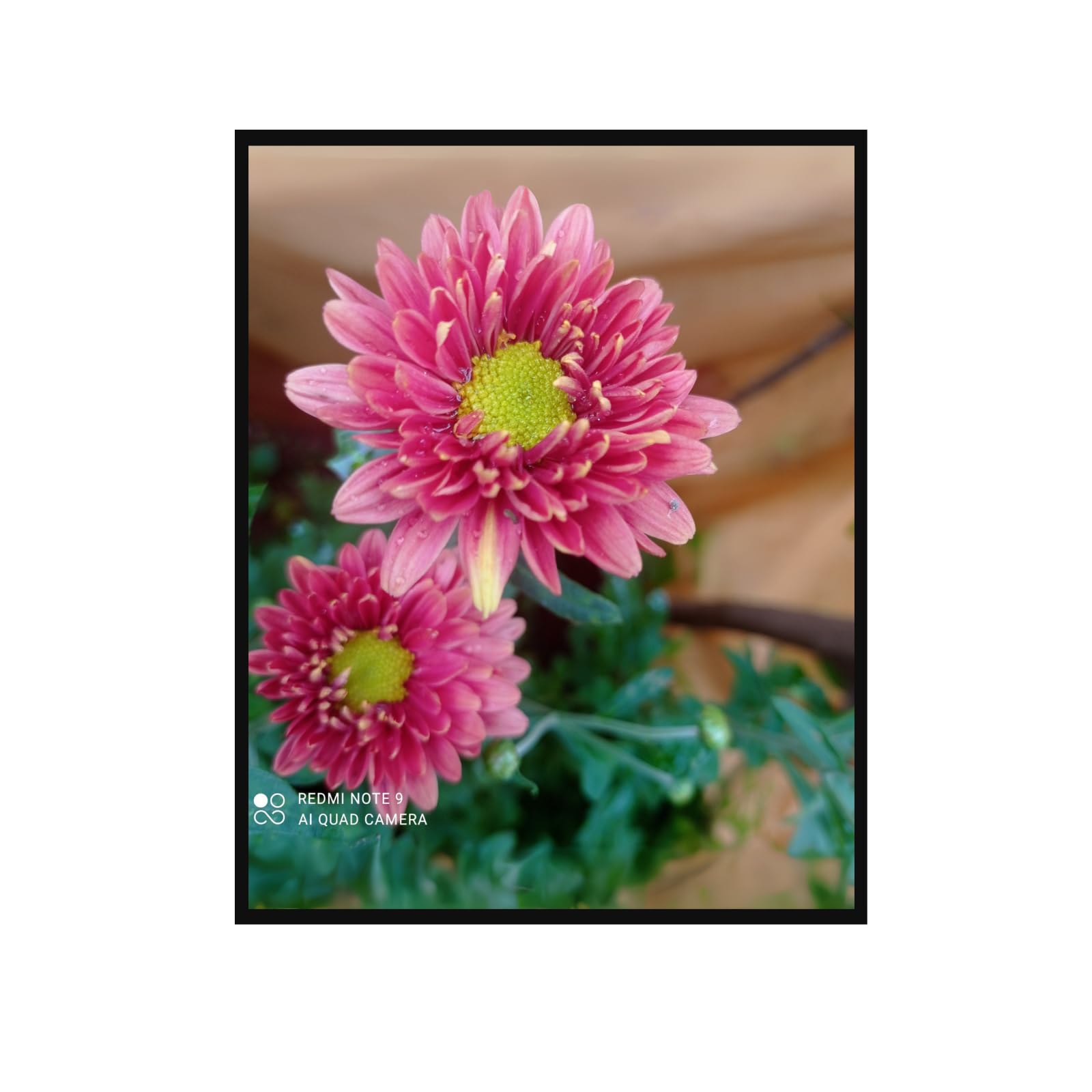 Pink Chrysanthemum Flowers Poster – Botanical Floral Wall Art Print for Living Room, Bedroom, Office, Home Decor – Vintage Nature Artwork