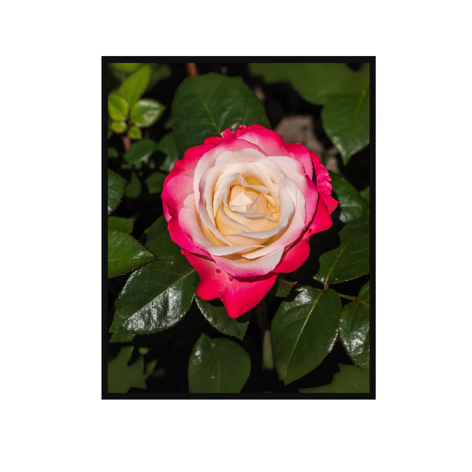 Nostalgie Hybrid Tea Rose Poster – Botanical Wall Art for Home Decor, Vintage Floral Print, Nature-Inspired Artwork for Living Room, Bedroom, Office Walls