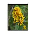 Lysimachia Vulgaris Botanical Poster – Garden Loosestrife Flower Wall Art for Home Decor, Nature Illustration Art Print