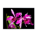 Cattleya Orchid Poster – Cattleya Lindl Botanical Wall Art Print for Home Decor, Living Room, Bedroom, or Office – Elegant Floral Nature Artwork