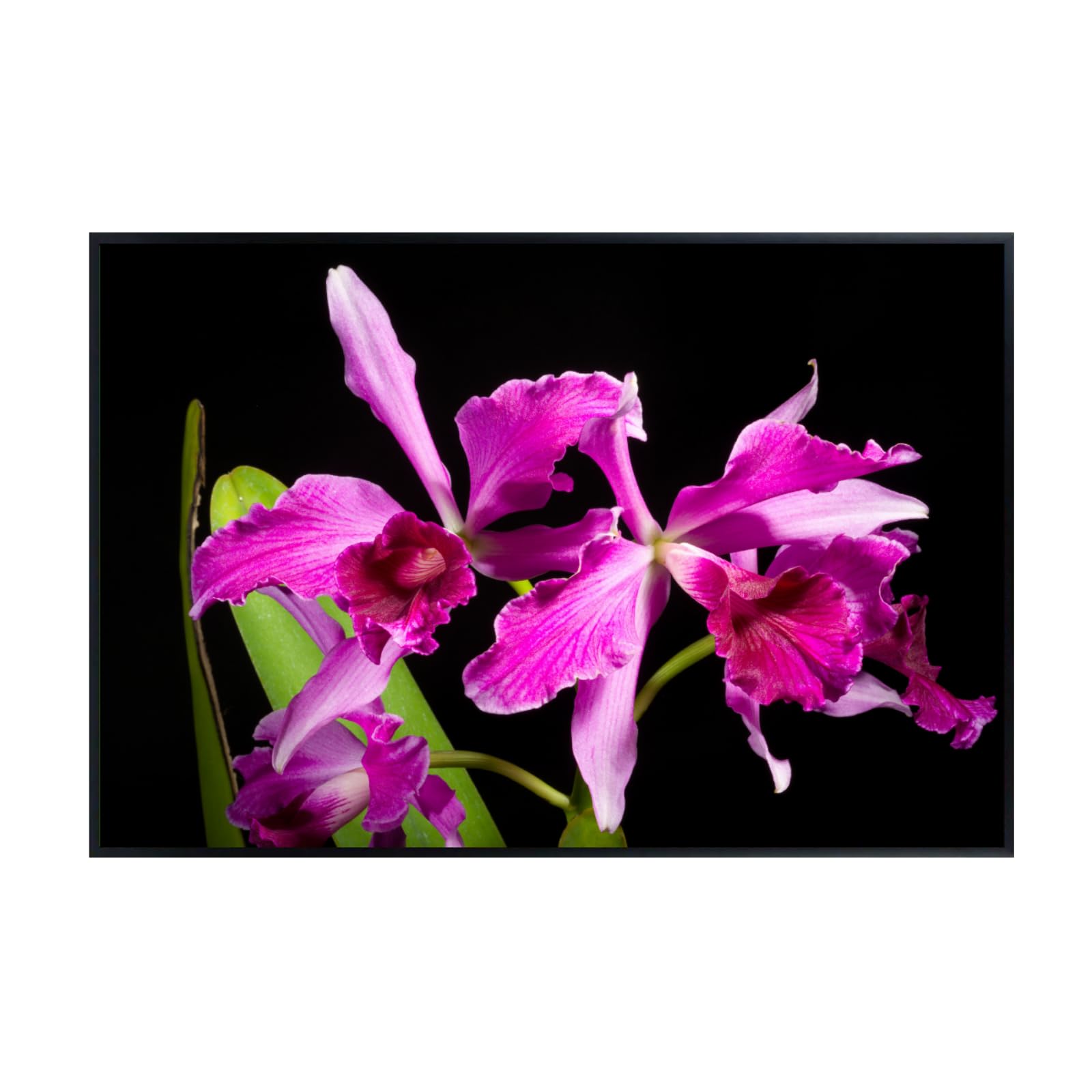 Cattleya Orchid Poster – Cattleya Lindl Botanical Wall Art Print for Home Decor, Living Room, Bedroom, or Office – Elegant Floral Nature Artwork