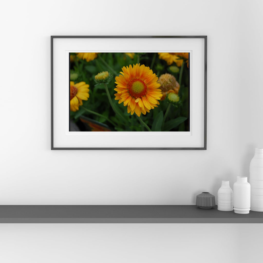 Gaillardia ‘Gallo Peach’ Wall Art Poster – Botanical Flower Print, Vibrant Floral Home Decor for Living Room, Bedroom, or Office