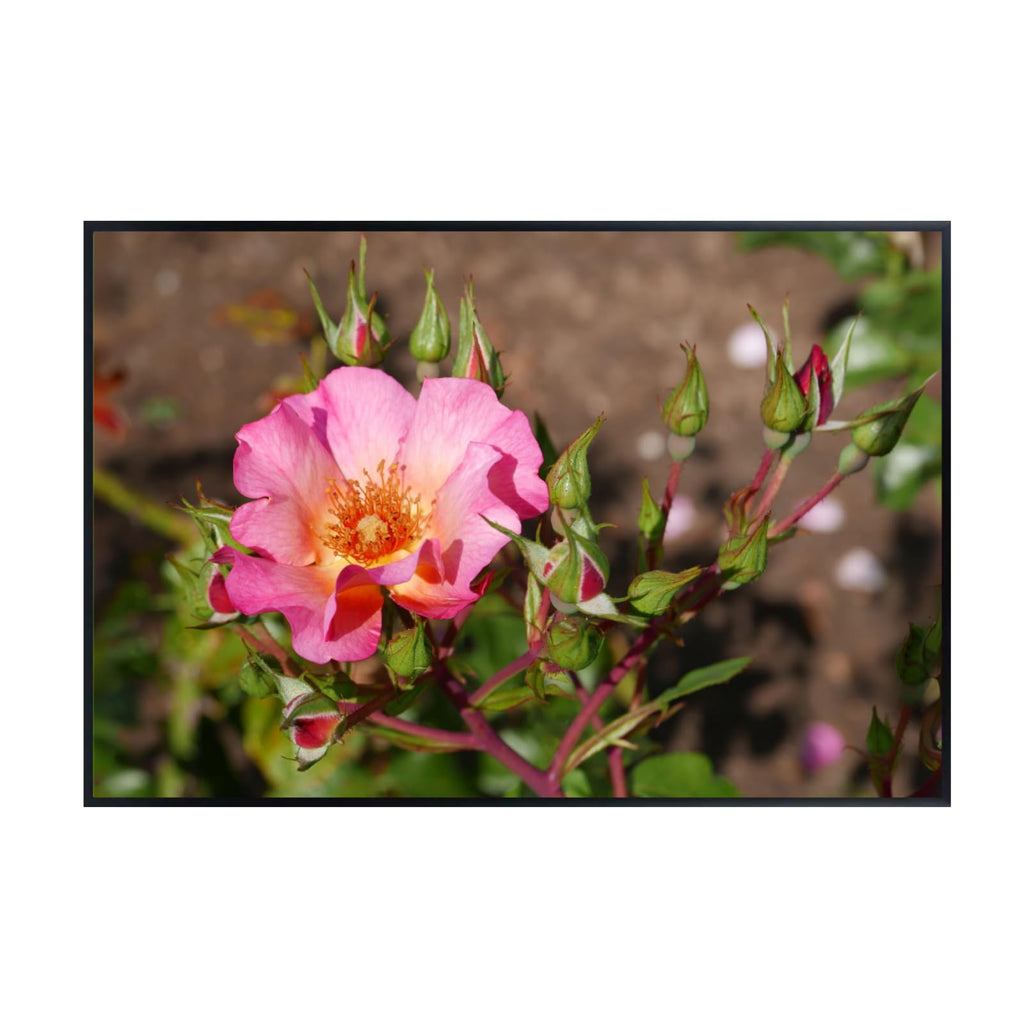 Rosa Pretty Sunrise Poster – Botanical Wall Art Print of Shrub Rose for Home Decor, Living Room, Bedroom, or Office – Elegant Floral Nature Artwork