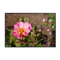 Rosa Pretty Sunrise Poster – Botanical Wall Art Print of Shrub Rose for Home Decor, Living Room, Bedroom, or Office – Elegant Floral Nature Artwork