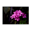 Pink-Sorrel Flower Poster – Oxalis Articulata Botanical Wall Art Print for Home Decor, Living Room, Bedroom, or Office – Elegant Floral Nature Artwork