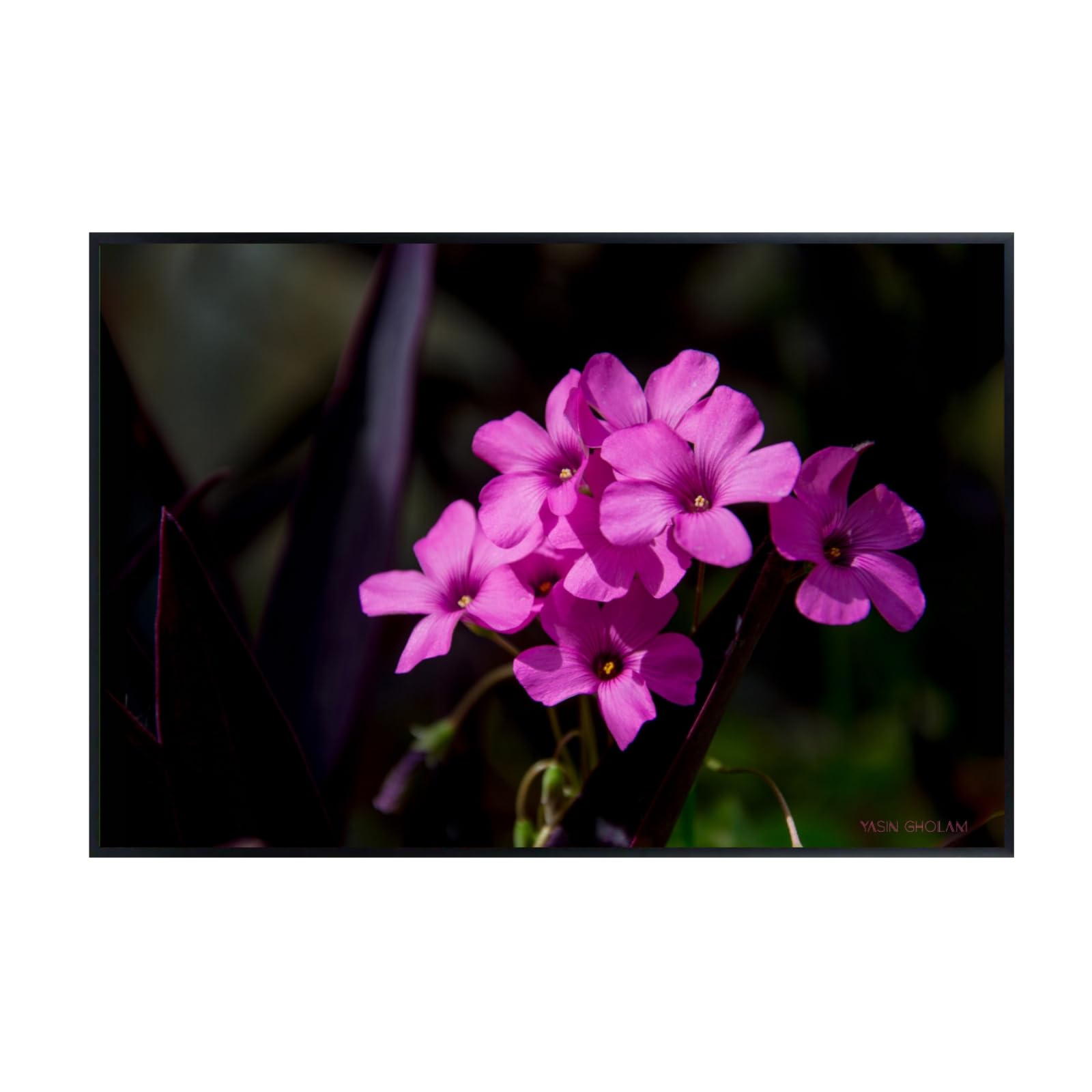 Pink-Sorrel Flower Poster – Oxalis Articulata Botanical Wall Art Print for Home Decor, Living Room, Bedroom, or Office – Elegant Floral Nature Artwork