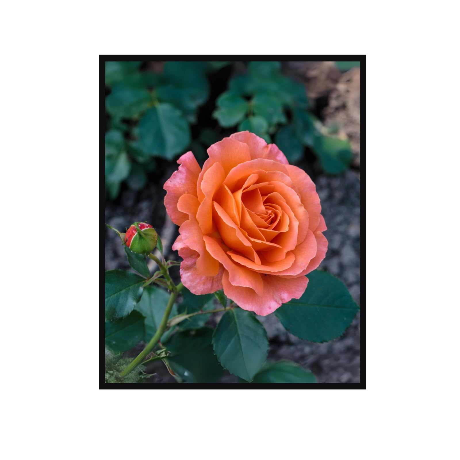 Peach Pink Garden Rose Wall Art Poster – Botanical Floral Print, Romantic Flower Home Decor, Aesthetic Flower Print for Living Room, Bedroom, Office