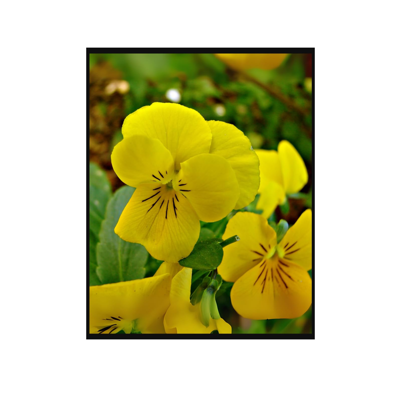 Viola Tricolor Wild Pansy Poster – Botanical Flower Wall Art for Home Decor, Vintage Nature Print, Aesthetic Floral Artwork for Living Room, Bedroom, Office