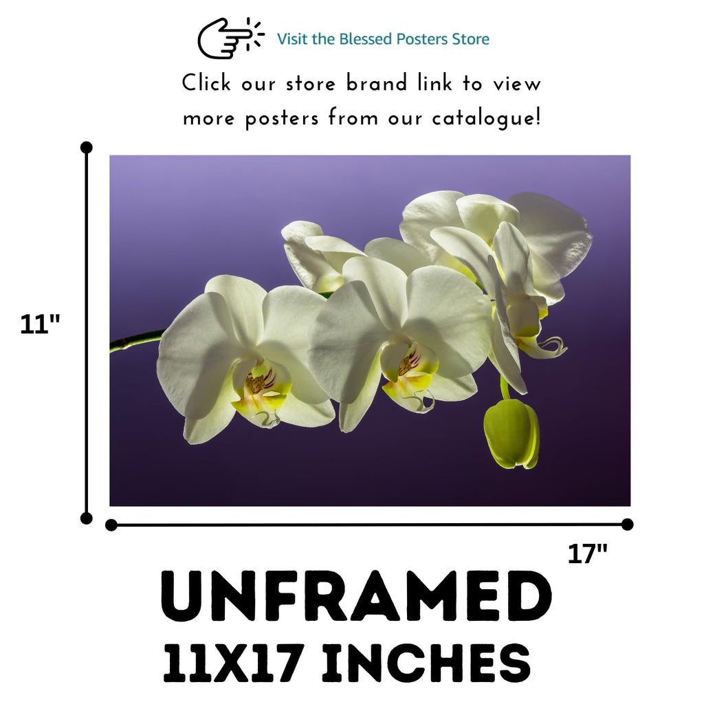 Elegant Phalaenopsis Orchid Wall Art Poster – Home Decor Botanical Print for Living Room, Bedroom, Office Wall Decor
