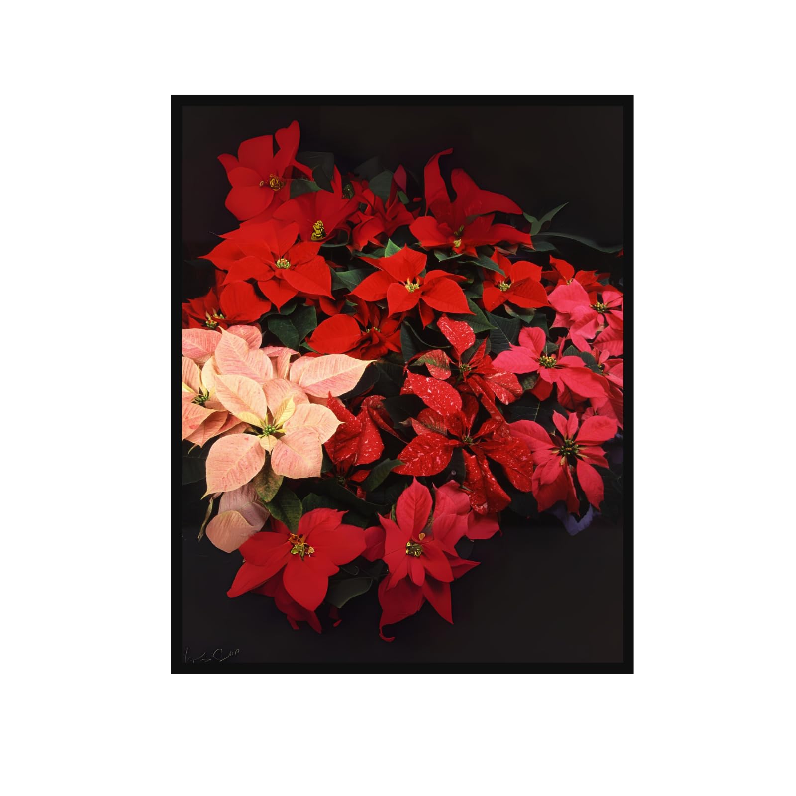 Poinsettia Flowers Poster – Botanical Christmas Wall Art for Home Decor, Vintage Floral Print for Living Room, Bedroom, Office, or Gallery Wall Decoration