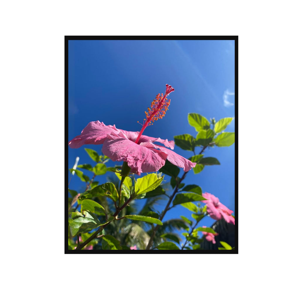 Hibiscus Rosa-Sinensis Botanical Poster – Vibrant Floral Wall Art for Home Decor, Living Room, Bedroom, Office & Gallery Spaces