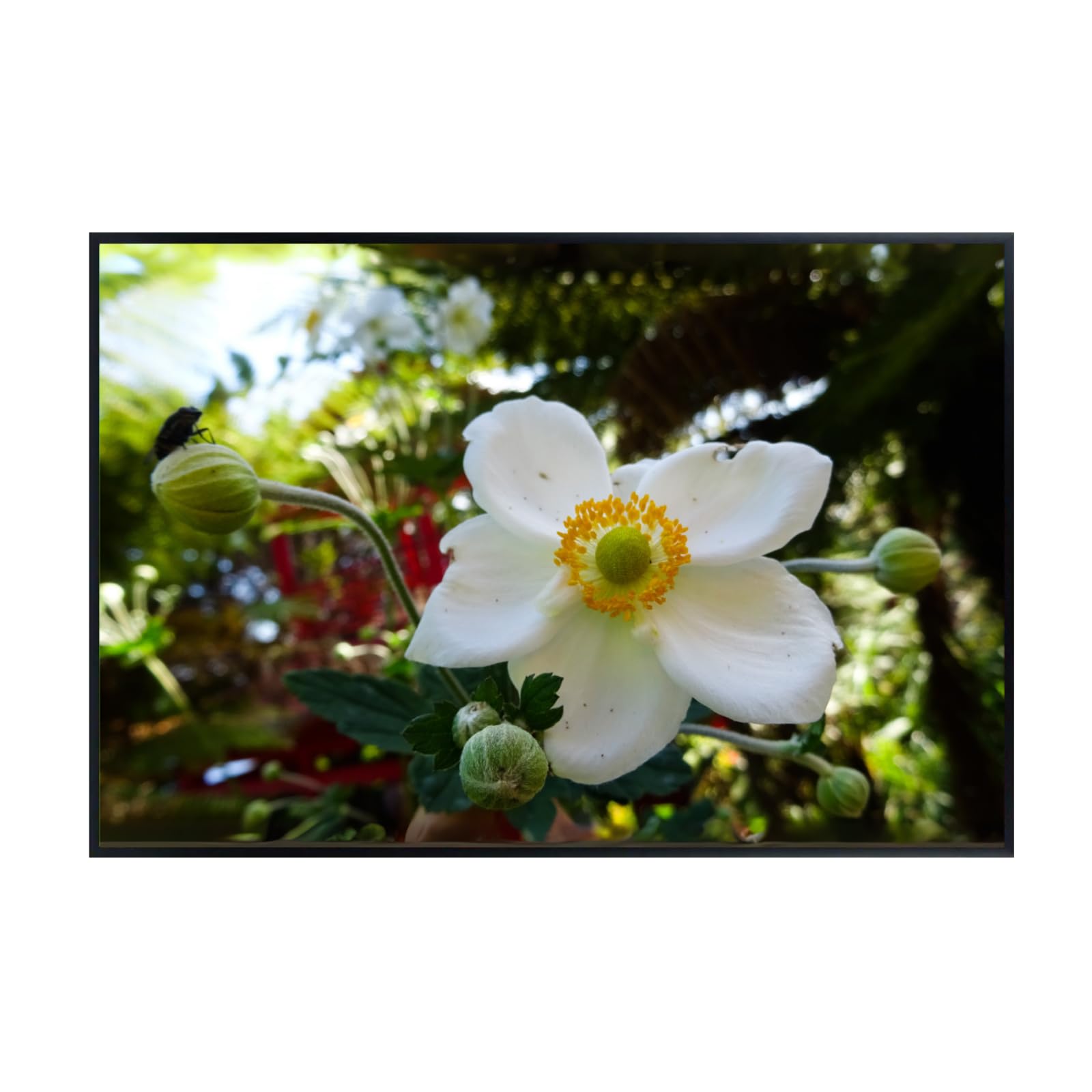 White Japanese Anemone Flower Poster – Elegant Botanical Wall Art Print for Living Room, Bedroom, Office, or Home Decor – Minimalist Floral Artwork