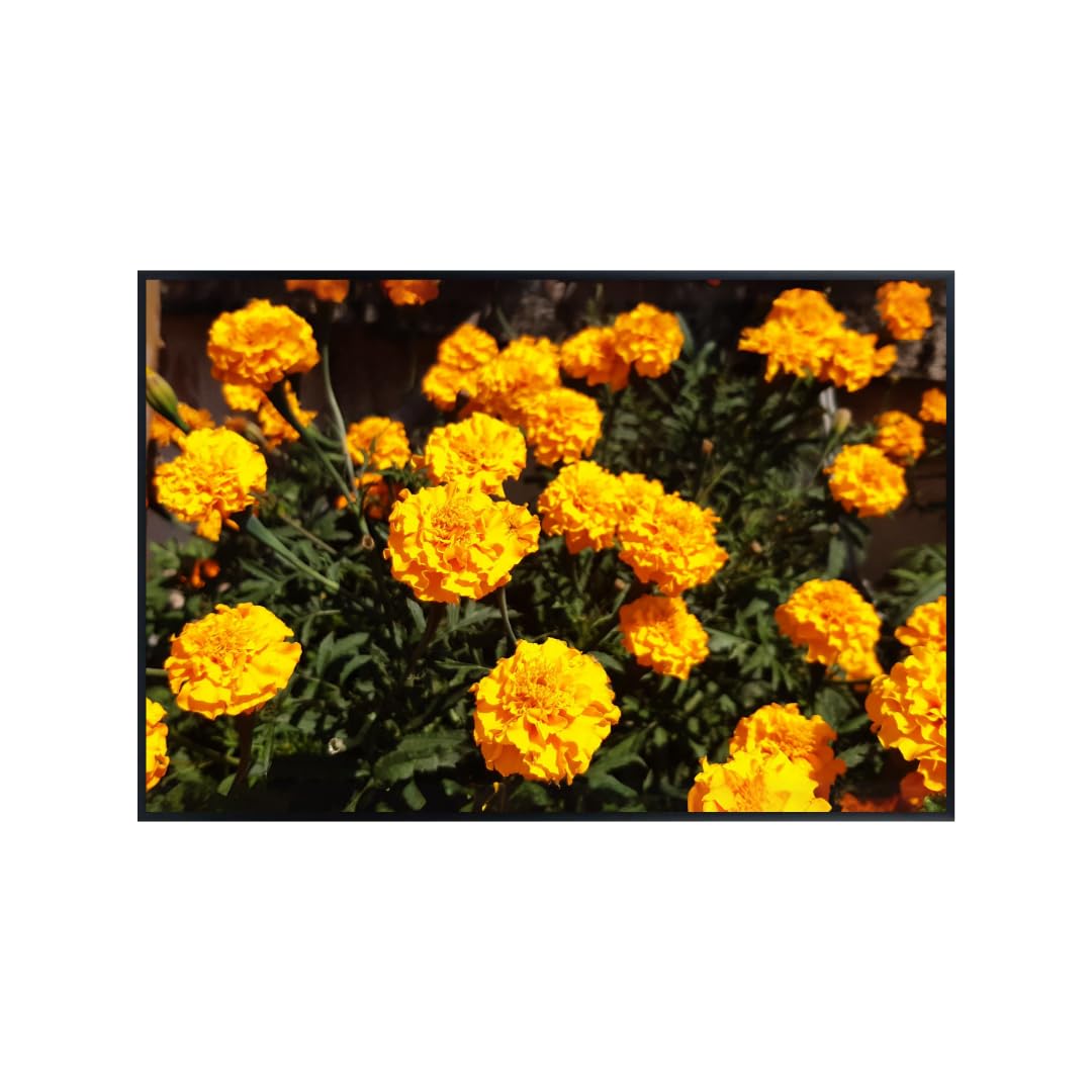 Tagetes Marigold Wall Art Poster – Vibrant Botanical Flower Print for Living Room, Bedroom, or Office – Modern Nature Home Decor Poster for Plant Lovers