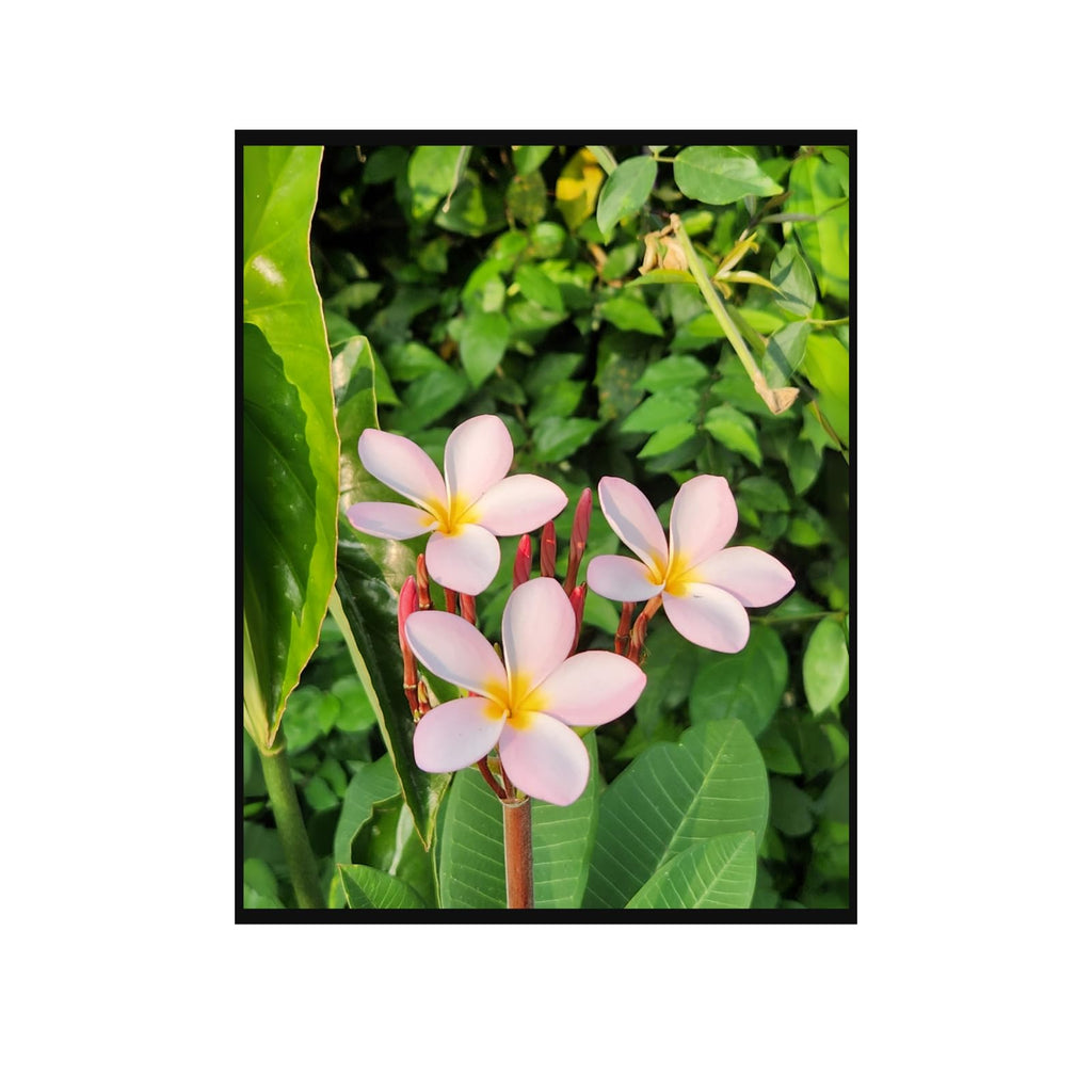 Plumeria Wall Art Poster – Tropical Flower Artwork for Home Decor, Botanical Print for Living Room, Bedroom, Office, Modern Floral Aesthetic