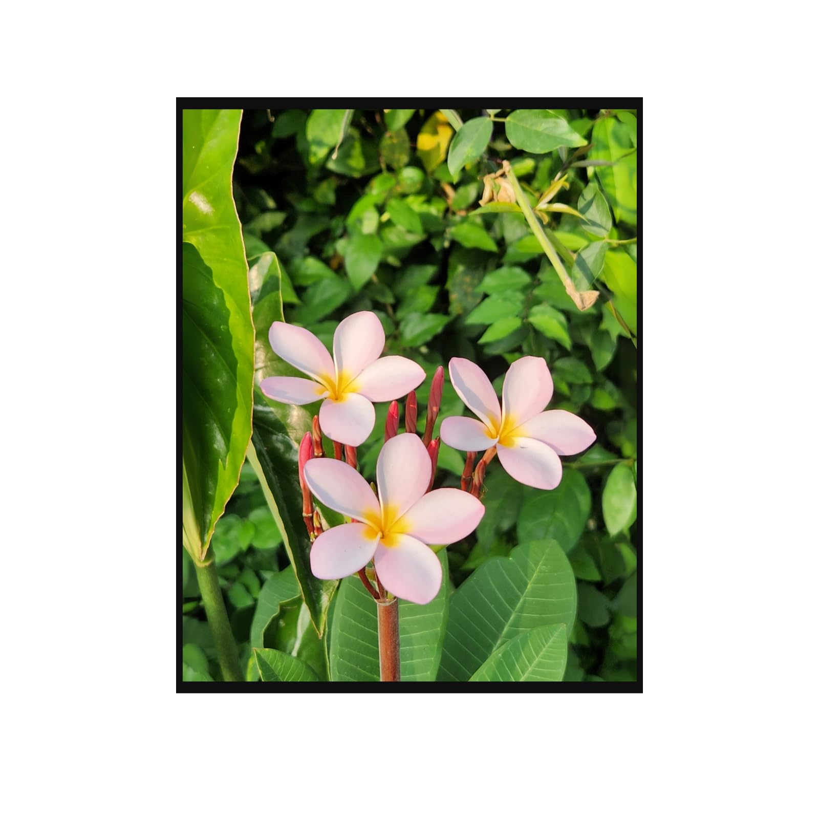 Plumeria Wall Art Poster – Tropical Flower Artwork for Home Decor, Botanical Print for Living Room, Bedroom, Office, Modern Floral Aesthetic