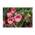 Diascia Barberae Ruby Field Poster – Floral Wall Art for Home Decor, Botanical Flower Print, Bedroom & Living Room Wall Decor