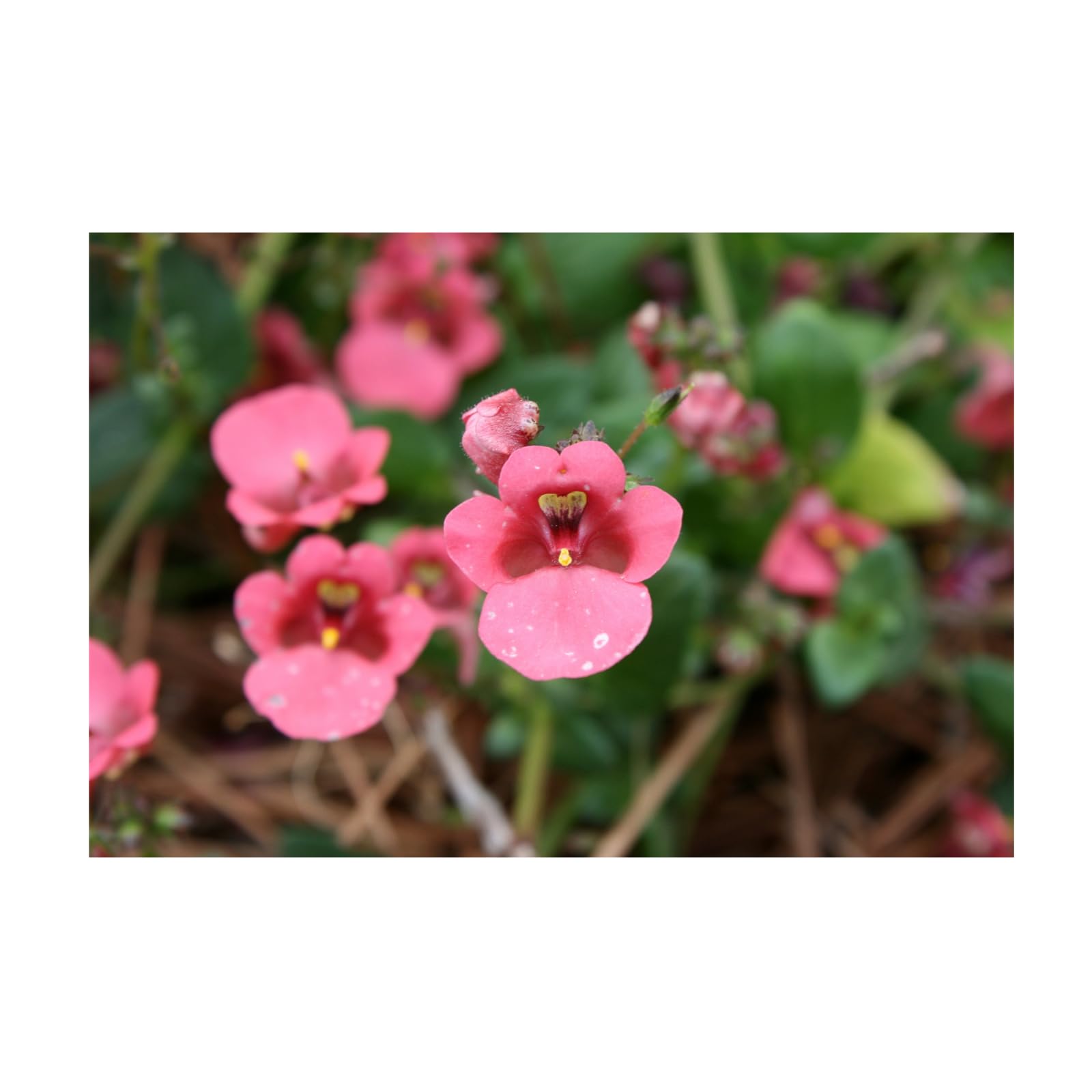 Diascia Barberae Ruby Field Poster – Floral Wall Art for Home Decor, Botanical Flower Print, Bedroom & Living Room Wall Decor