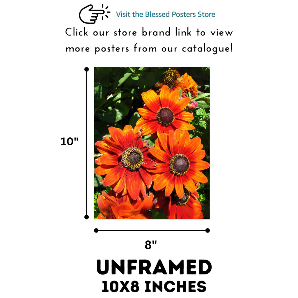 Rudbeckia Fulgida Wildflower Wall Art Poster – Botanical Home Decor Print of Brown Eyed Susan Flower