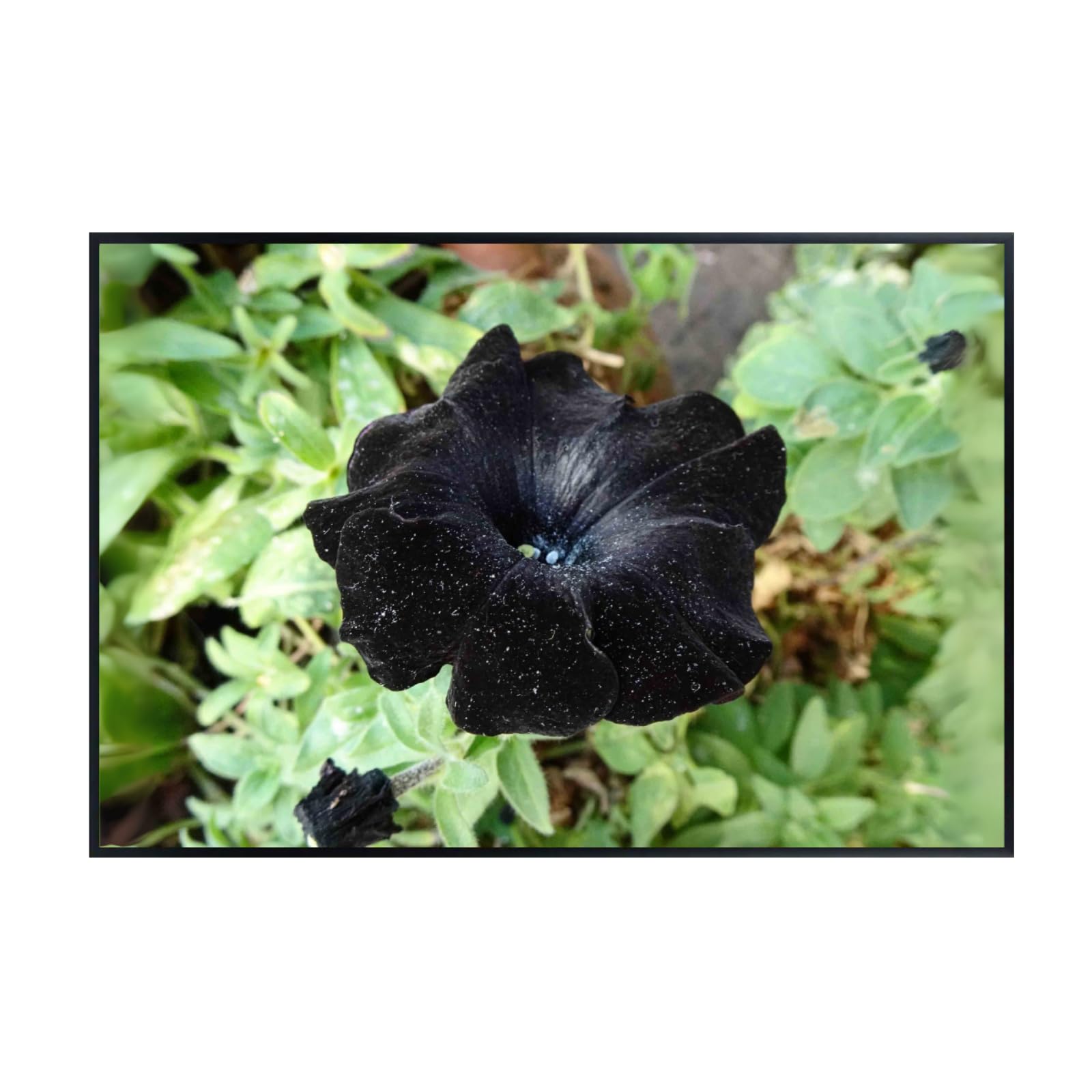 Petunia Black Velvet Wall Art Poster – Botanical Flower Print for Home Decor, Elegant Floral Artwork for Living Room, Bedroom, or Office – Nature-Inspired Art Print