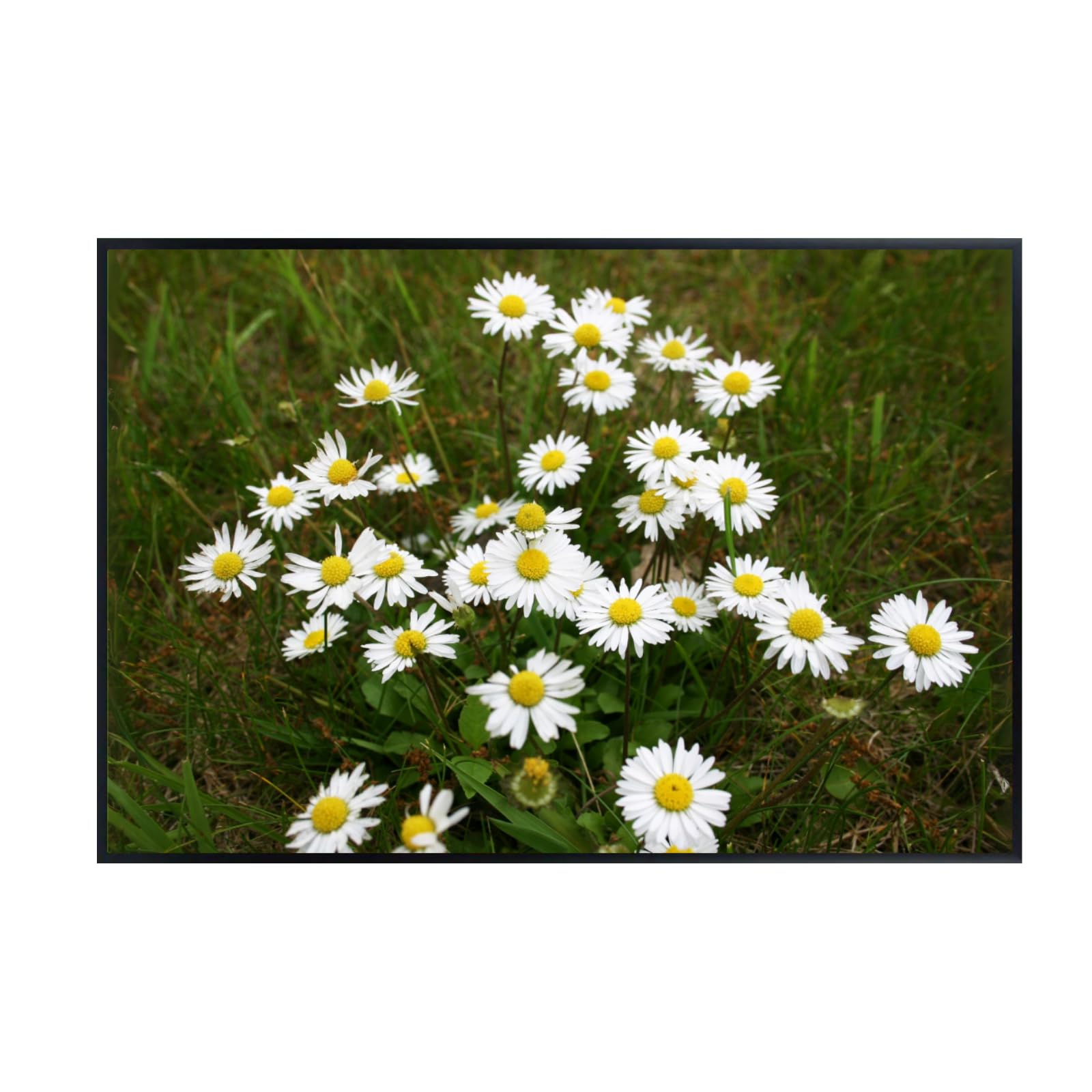White Daisy Flower Wall Art Poster – Minimalist Floral Print for Bedroom, Living Room, or Office – Modern Botanical Home Decor, Nature-Inspired Aesthetic Artwork