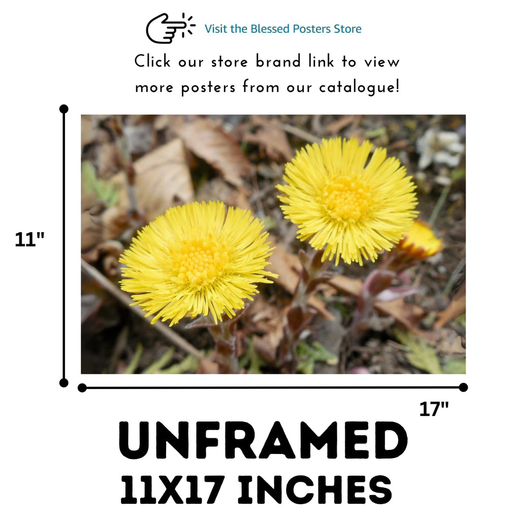 Coltsfoot Botanical Wall Art Poster | Natural Plant Illustration Home Decor Wall Art Print for Living Room, Bedroom & Office