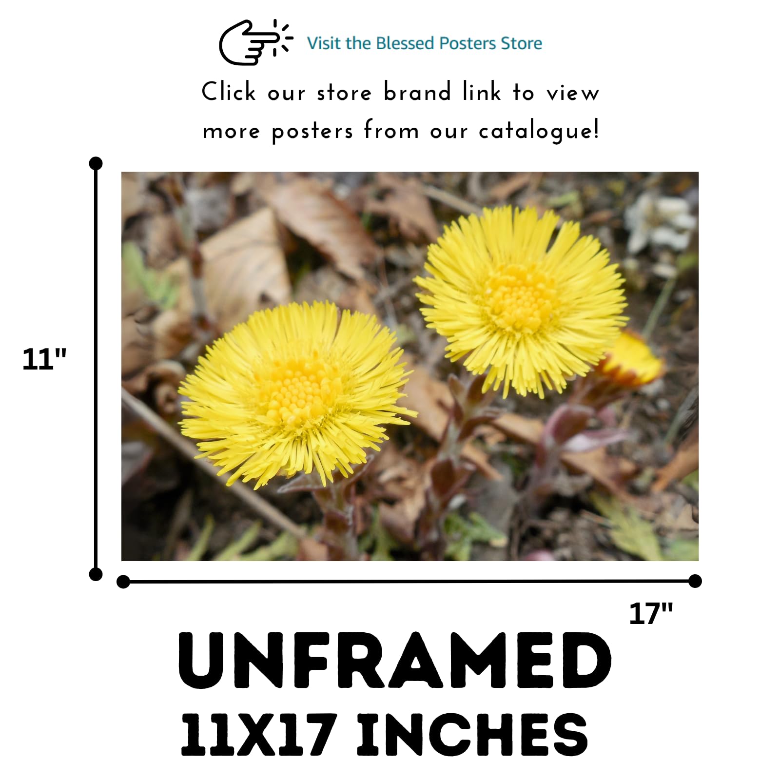 Coltsfoot Botanical Wall Art Poster | Natural Plant Illustration Home Decor Wall Art Print for Living Room, Bedroom & Office