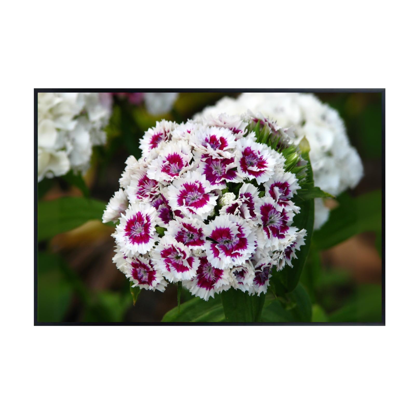 Dianthus Barbatus Wall Art Poster – Sweet William Floral Botanical Print, Elegant Colorful Home Decor for Living Room, Bedroom, or Office