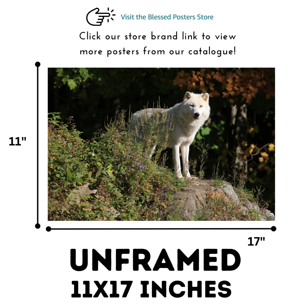 Canis Lupus Wolf Poster – Wildlife Wall Art Print for Living Room, Bedroom, Office, or Study Décor
