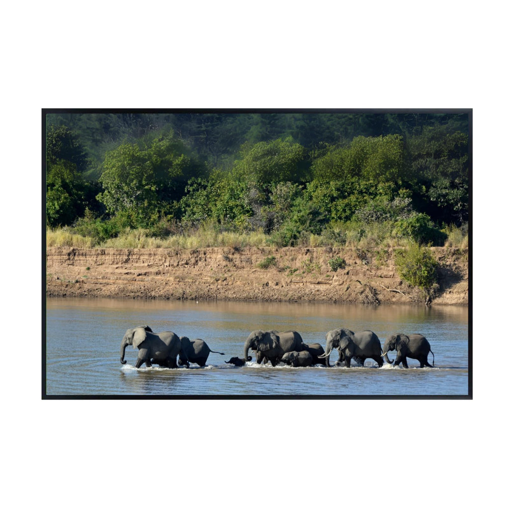 Loxodonta Africana Poster – African Elephant Wildlife Wall Art for Living Room, Bedroom, Office, or Study Décor