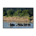 Loxodonta Africana Poster – African Elephant Wildlife Wall Art for Living Room, Bedroom, Office, or Study Décor
