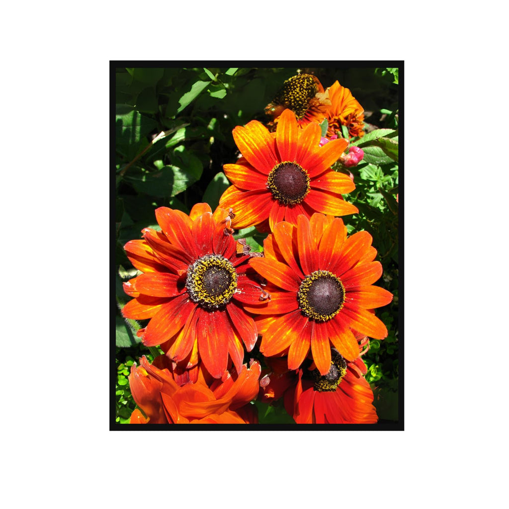 Rudbeckia Fulgida Wildflower Wall Art Poster – Botanical Home Decor Print of Brown Eyed Susan Flower