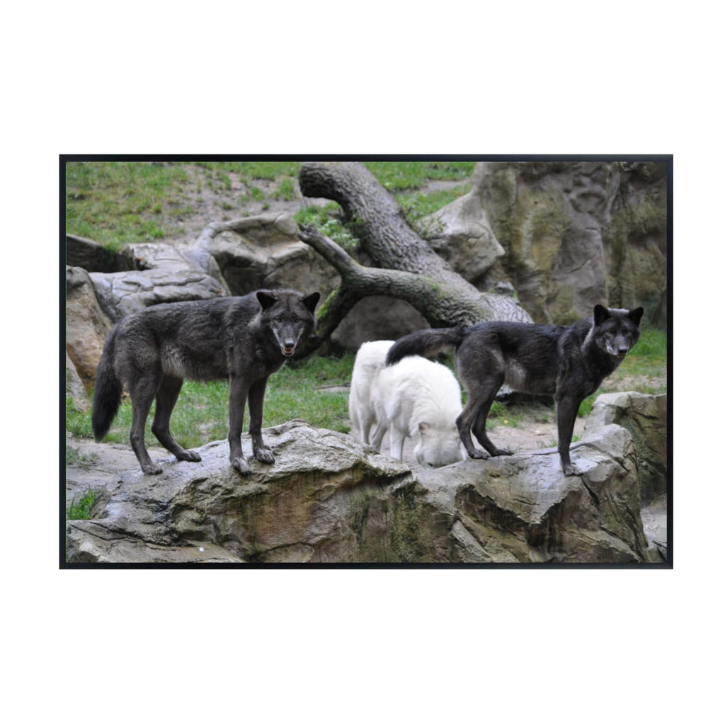 Lupus Wolf Poster – Wilderness Wildlife Wall Art Print for Living Room, Bedroom, Office, or Study Décor