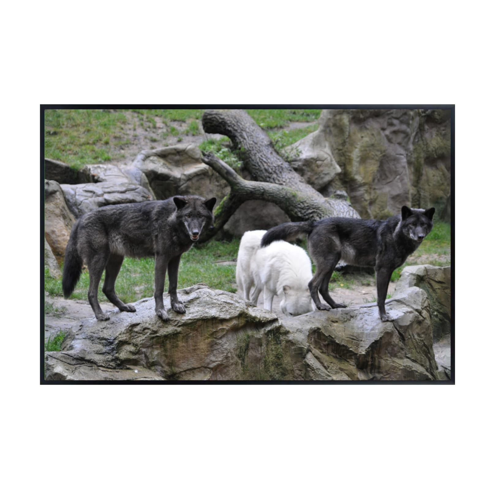 Lupus Wolf Poster – Wilderness Wildlife Wall Art Print for Living Room, Bedroom, Office, or Study Décor
